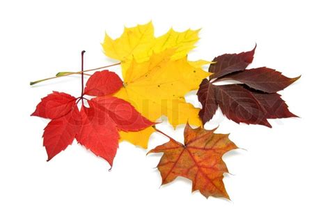 Colorful autumn leaves over white background with clipping path | Stock ...