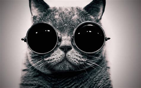 🔥 Free Download Cute Cat With Sunglasses Wallpaper by @amandaa41 ...