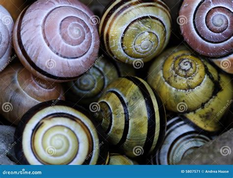 Close Up Of Snail Shell Stock Image - Image: 5807571