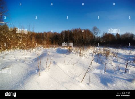 beautiful winter forest Stock Photo - Alamy