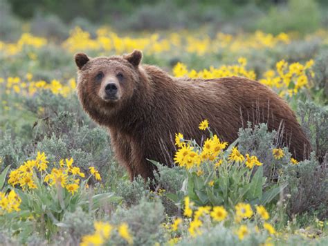 Why do you oppose the grizzly hunt? - Wyoming Wildlife Advocates