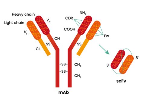 scFv Antibody Production | Sino Biological