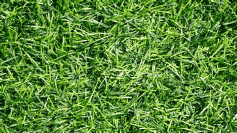 Best Fertilizers for Bermuda Grass – A Buyers Guide 2023