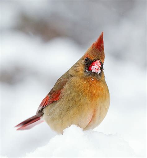 The 3 BEST Bird Feeders For Cardinals (That Actually Work!) - Bird ...