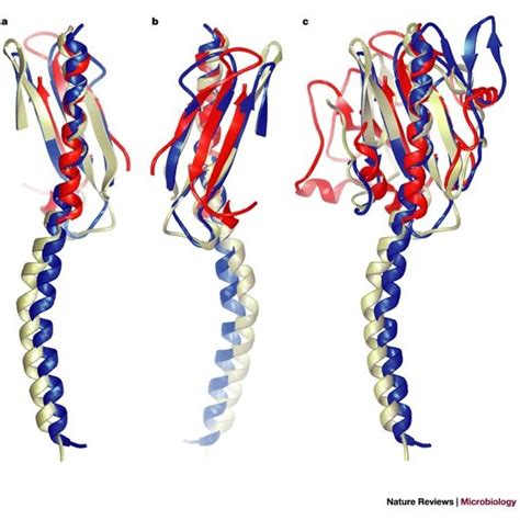 (PDF) Type IV pilus structure bacterial pathogenicity