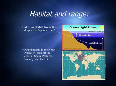 Angler Fish Habitat - What Depth do Angler Fish Live In? - SeaFish