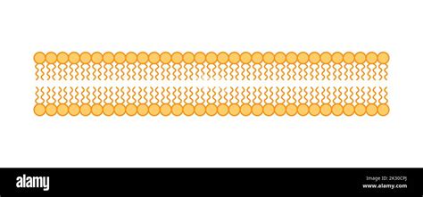 Scientific Designing of Phospholipid Bilayer Structure. The Cell Membrane Structure. Vector ...