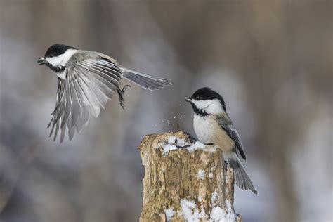 black capped chickadee in winter | Sterling Ranch Colorado