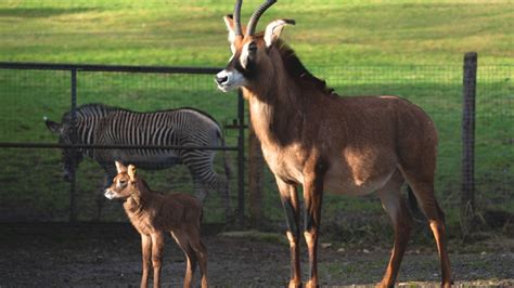 Roan Antelope | Hippotragus equinus | Marwell Zoo