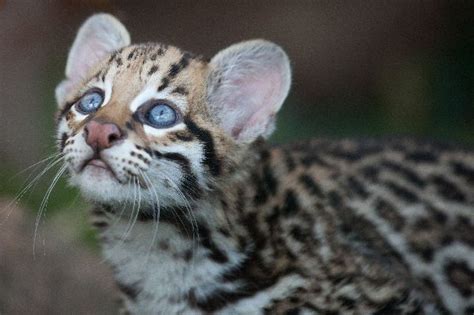 Ocelot Cub - Animal Facts and Information