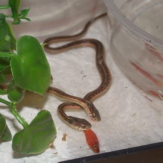 Feeding - Gartersnake.info