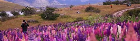 Flora in Torres del Paine National Park