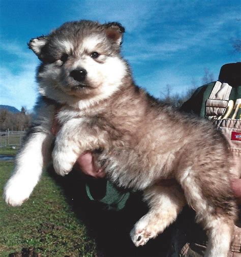 Wakon - Giant Alaskan Malamutes - Authentic Wakon Malamutes