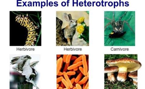 What Are Heterotrophs Definition Types And Examples Readbiology ...