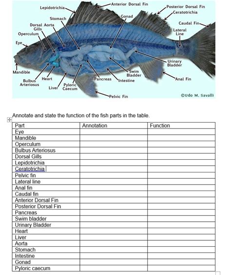 SOLVED: Anterior Dorsal Fin Lepidotrichia Posterior Dorsal Fin Ceratotrichia Gonad Stomach ...