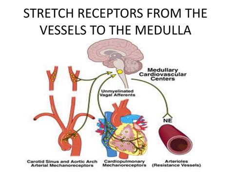 PPT - REGULATION OF HEARTBEAT AND BLOOD PRESSURE PowerPoint Presentation - ID:9384078