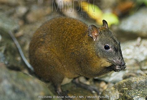 Minden Pictures - Musky Rat Kangaroo (Hypsiprymnodon moschatus) feeding in habitat; the smallest ...