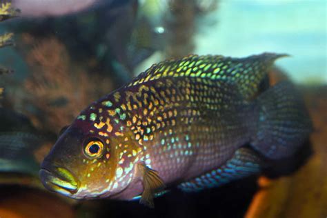 Jack Dempsey Fish (Rocio Octofasciata) Care Sheet - Aquariadise