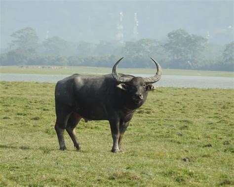 Asian Wild Water Buffalo - Facts, Diet, Habitat & Pictures on Animalia.bio