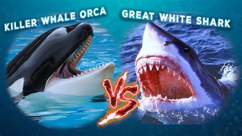 Killer Whale Orca vs Great White Shark - In One-On-One Combat, Who ...