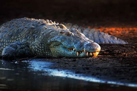 The Incredible Details of How Crocodiles Can Go a Year Without Eating - AZ Animals