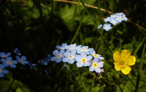 Myosotis - a photo on Flickriver