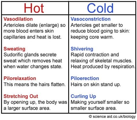 Thermoregulation | Online Homework Help | SchoolWorkHelper