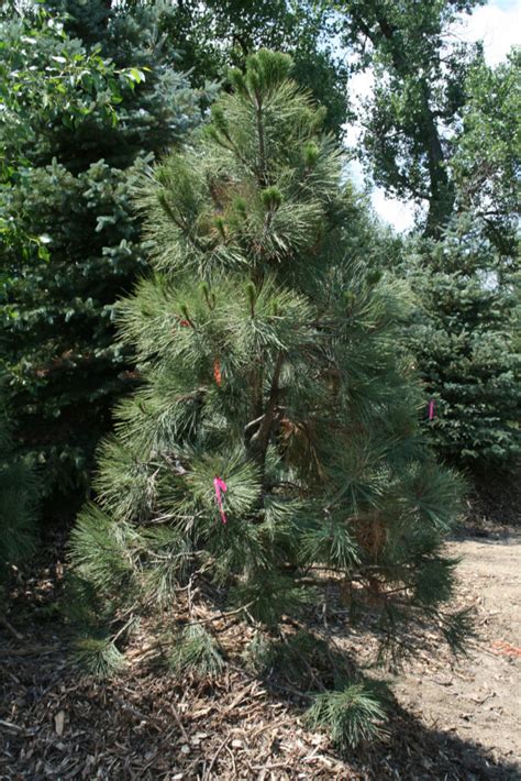 PINE PONDEROSA For Sale in Boulder Colorado