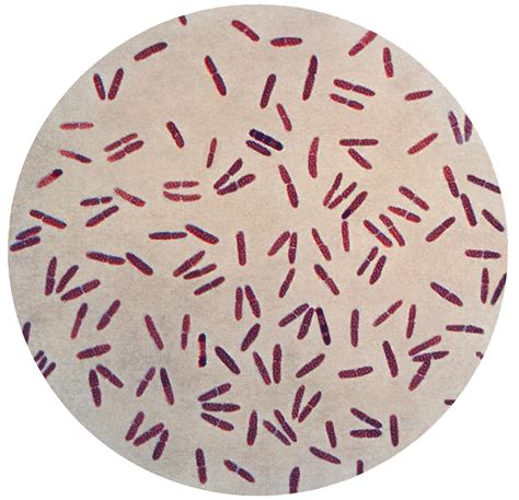 Moraxellaceae - MRGI - Microbiota Research Group of Iran