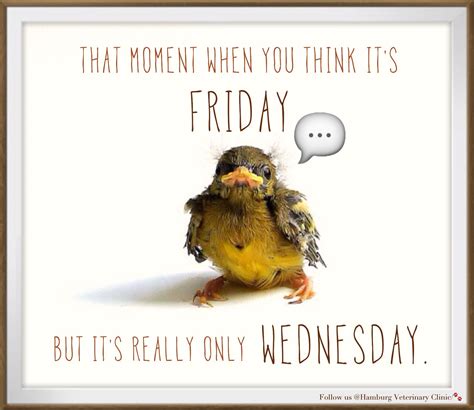 Wednesday humor | funny animals | cute bird | half way though the week | only Wednesday: That ...