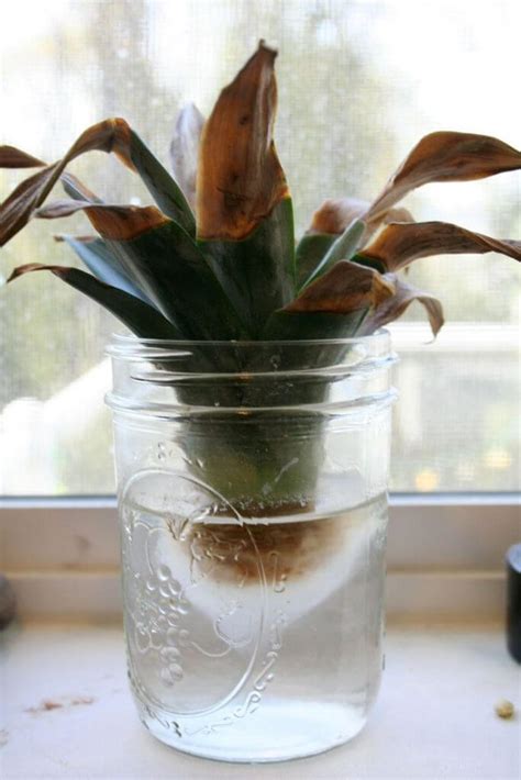 How To Grow A Pineapple At Home In 4 Easy Steps