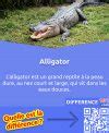 Alligator et crocodile: 6 différences et similitudes essentielles ...