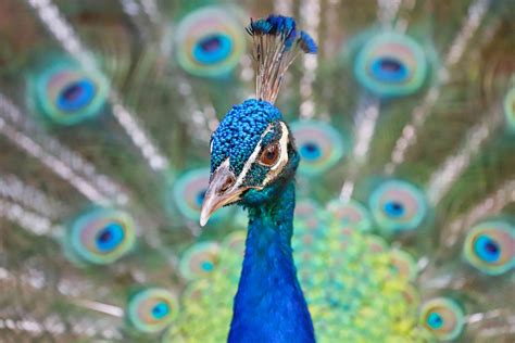 12 Datos sobre el pavo real de colores