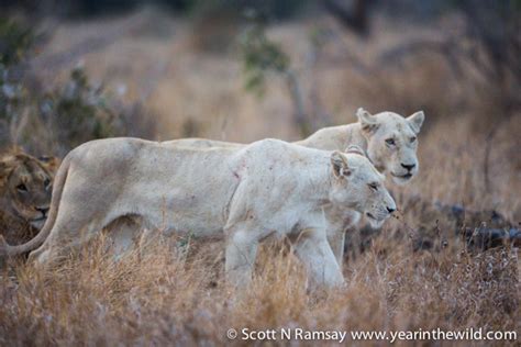 White lion cubs in the Timbavati - Africa Geographic