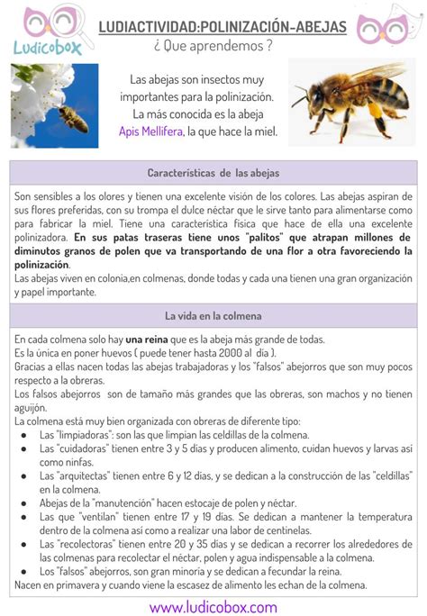 Polinización de las abejas: actividades para niños. - Ludicobox