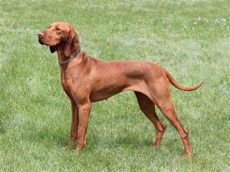 Great Dane Vizsla Mix