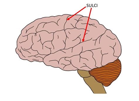 Sulcus - definition — Neuroscientifically Challenged