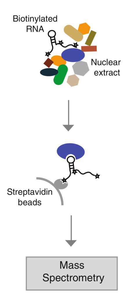 RNA pulldown – 武汉瑞兴生物科技有限公司