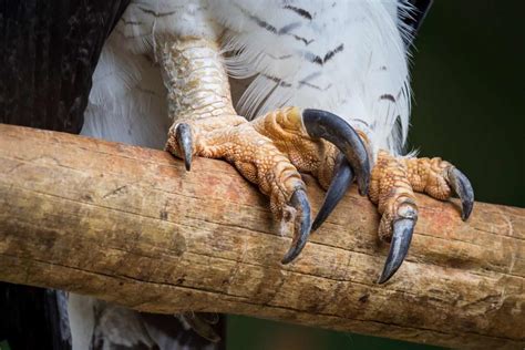 Harpy Eagle Talons: Everything You Need to Know