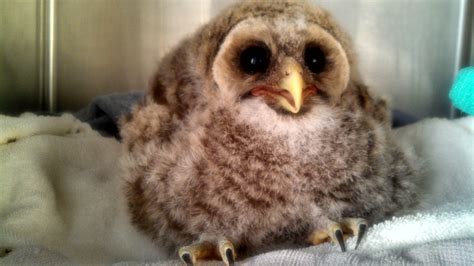 Baby Great Horned Owl at my clinic. So much puff. : aww