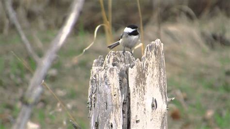 Chickadee Nesting - YouTube