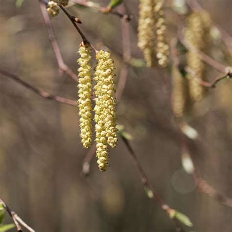 Yellow Birch Tree – Green Thumbs Garden