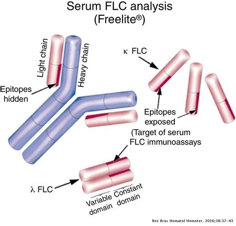 Trichternetzspinne beenden Anker as immunoglobulins kappa and lambda light chains Besorgnis ...