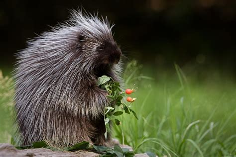 Porcupine quills inspire new medical innovations