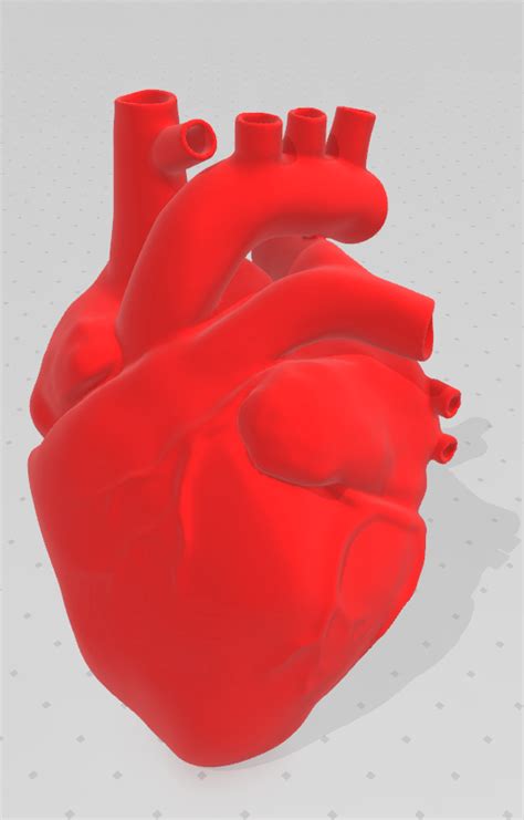 Introducir 106+ imagen modelo 3d anatomia - Abzlocal.mx