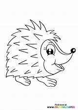 Hedgehogs  Coloring Pages For Kids sketch template