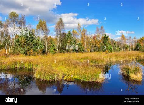 Bulrushes pond and trees hi-res stock photography and images - Alamy