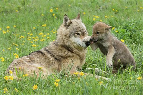 Alpha Female Wolf Playing With Pup Photograph by Tibor Vari - Pixels