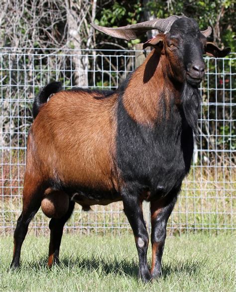 Kiko Goat. He is a beauty! Cattle Farming, Goat Farming, Livestock, Raising Farm Animals ...