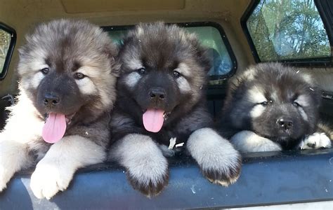 ThunderHawk Caucasian Shepherd Puppies - ThunderHawk Caucasians ...the ...